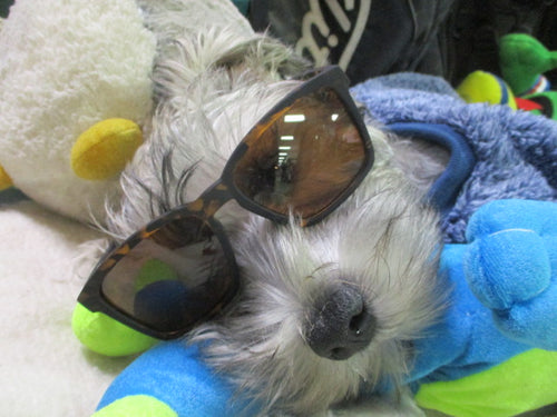 New Goodr Smaller is Baller Sunglasses